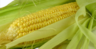 Maize In Cooking